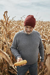 Man holding corn while standing at corn farm - ZEDF03986