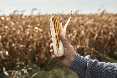 Landwirt hält Mais mit der Hand an einem sonnigen Tag in einem Maisfeld - ZEDF03988