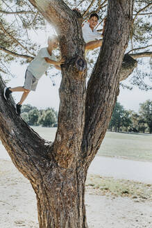 Brothers climbing on pine tree in public park - MFF06394