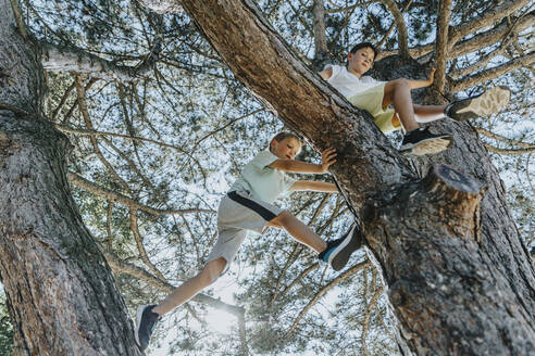 Boy climbing while brother sitting on tree branch in public park - MFF06395