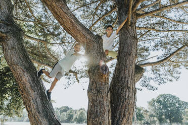 Brothers climbing on pine tree in public park during sunny day - MFF06396