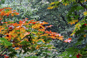 Ahornbäume, die sich im Herbst verfärben - JTF01667