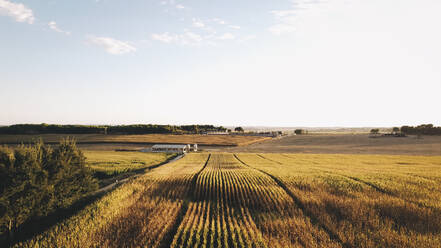 Aerial view of cornfield against sky during sunset - ACPF00827