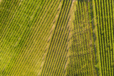 Aerial view of vineyard on sunny day - STSF02628