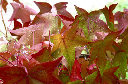 Von Regentropfen bedeckte Herbstblätter des Amerikanischen Süßholzes (Liquidambar styraciflua) - JTF01671