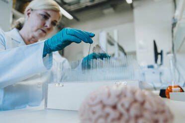 Woman removing human brain microscope slide from box while standing at laboratory - MFF06466