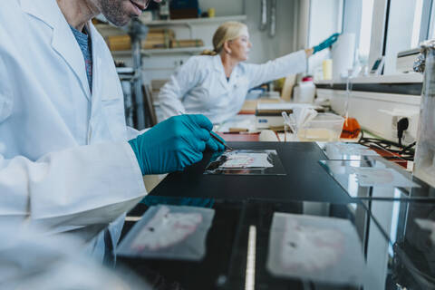 Man working on human brain microscope slide with coworker standing in background at laboratory stock photo