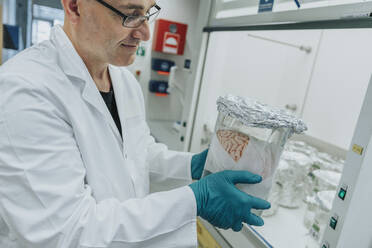 Wissenschaftler, der im Labor stehend einen Becher mit konserviertem menschlichen Gehirn untersucht - MFF06524