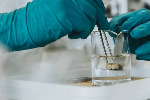 Close-up of scientist hands removing rodent brain from beaker through equipment at laboratory stock photo