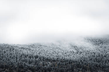 Winter forest shrouded in low clouds - ACPF00832