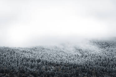 Winterwald in tiefhängende Wolken gehüllt - ACPF00832