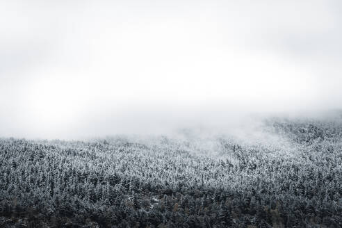 Winterwald in tiefhängende Wolken gehüllt - ACPF00832