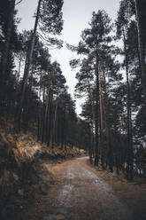 Empty road through autumn forest - ACPF00842