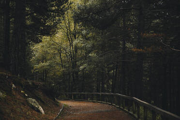 Empty footpath in autumn forest - ACPF00845