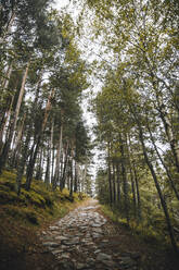 Cobbled footpath in autumn forest - ACPF00847