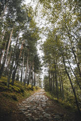 Gepflasterter Fußweg im Herbstwald - ACPF00847