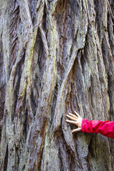 Riesenmammutbäume auf dem Lady Bird Johnson Trail im Redwood National Park, Kalifornien, Vereinigte Staaten von Amerika, Nordamerika - RHPLF17770