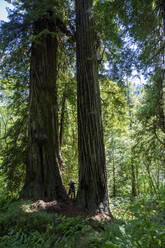 Hiker amongst giant redwood trees on the Trillium Trail, Redwood National and State Parks, UNESCO World Heritage Site, California, United States of America, North America - RHPLF17772