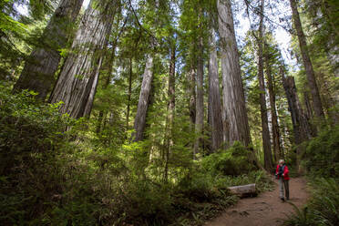 Wanderer zwischen riesigen Mammutbäumen auf dem Trillium Trail, Redwood National and State Parks, UNESCO-Weltkulturerbe, Kalifornien, Vereinigte Staaten von Amerika, Nordamerika - RHPLF17773