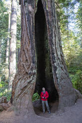 Hiker amongst giant redwood trees on the Trillium Trail, Redwood National and State Parks, UNESCO World Heritage Site, California, United States of America, North America - RHPLF17774