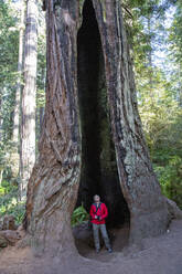 Wanderer zwischen riesigen Mammutbäumen auf dem Trillium Trail, Redwood National and State Parks, UNESCO-Weltkulturerbe, Kalifornien, Vereinigte Staaten von Amerika, Nordamerika - RHPLF17774