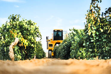 Mechanischer Traubenvollernter bei der Arbeit im Weinberg - CJMF00342