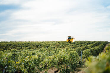 Mechanischer Traubenvollernter bei der Arbeit im Weinberg - CJMF00343