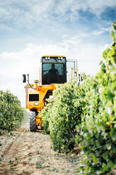 Mechanischer Traubenvollernter bei der Arbeit im Weinberg - CJMF00344