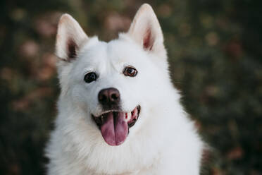 Weißer Hund im Wald sitzend - EBBF01017