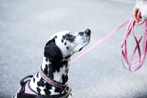 Dalmatian dog with pink pet leash at park - MAEF13041