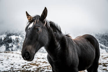 Schwarzes Pferd, das im Winter auf dem Boden im Schnee steht - ACPF00860