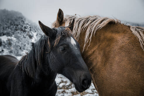 Schwarze und braune Pferde, die im Winter an Land stehen - ACPF00862