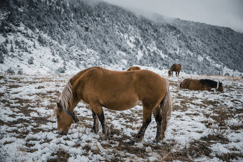 Pferde grasen im Winter auf einem Acker - ACPF00863