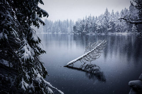Scenic winter landscape of calm lake and snowy coniferous forest reflected - ADSF17054
