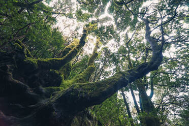 A tree trunk completely covered with green moss, a thinner tree trunk with  very light bark, a blackberry plant and dry fern. - a Royalty Free Stock  Photo from Photocase