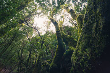 Von unten von hohen, mit grünem Moos bewachsenen Bäumen im dunklen Wald von Teneriffa - ADSF17129