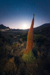 Exotische Pflanze, die in Teneriffa in felsigem, gebirgigem Gelände unter nächtlichem Sternenhimmel in langer Exposition wächst - ADSF17133