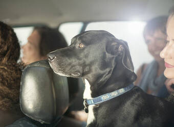 Woman with dog sitting by friends in car during road trip - AJOF00406