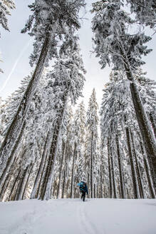 Mann mit Rucksack beim Trekking im verschneiten Wald - CAVF89782