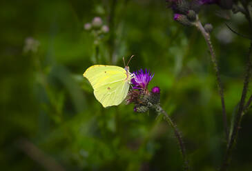 Gewöhnlicher Zitronenfalter (Gonepteryx rhamni) auf einer Pflanze sitzend - JTF01672