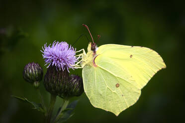 Gewöhnlicher Zitronenfalter (Gonepteryx rhamni) auf einer Pflanze sitzend - JTF01673