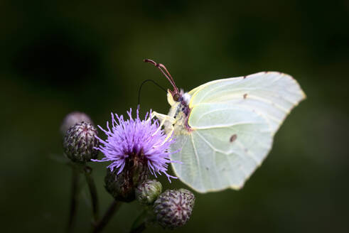 Gewöhnlicher Zitronenfalter (Gonepteryx rhamni) auf einer Pflanze sitzend - JTF01674