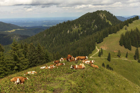 Eine Kuhherde entspannt sich im Sommer auf einer Alpweide - SKF01600