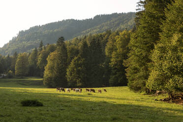 Eine Kuhherde weidet im Sommer auf einer Alpweide - SKF01601