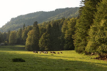 Herd of cows grazing in alpine meadow during summer - SKF01601