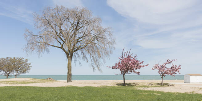 Bäume am Strand an einem sonnigen Tag Chicago, USA - AHF00168