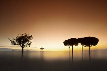 Bäume im Naturschutzgebiet Lagunas de Villafafila bei Sonnenuntergang - DSGF02271