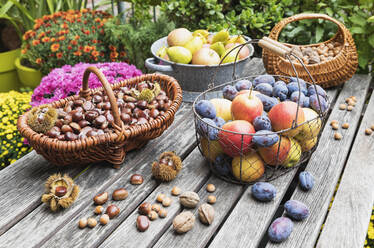 Gartentisch mit Herbsternte von Nüssen und Früchten gefüllt - GWF06768