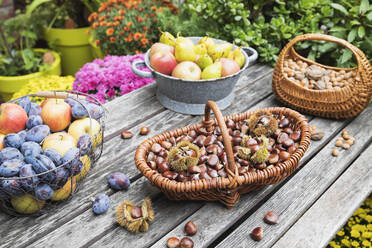 Gartentisch mit Herbsternte von Nüssen und Früchten gefüllt - GWF06771