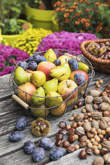 Gartentisch mit Herbsternte von Nüssen und Früchten gefüllt - GWF06772